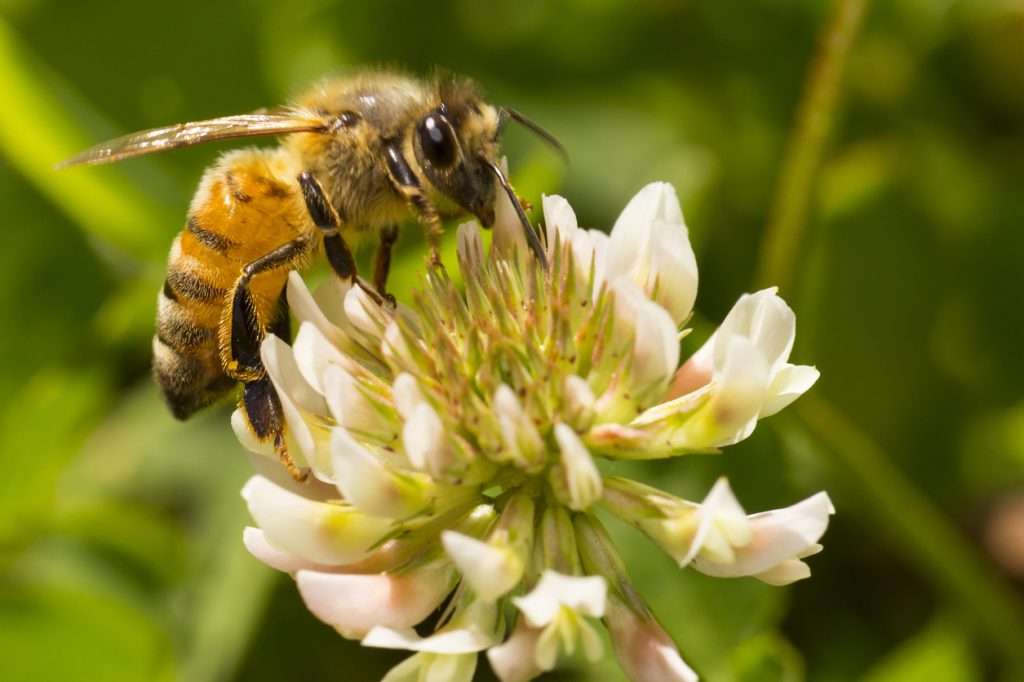 A Bees pollinating a vibrant flower, symbolizing its ecological role.