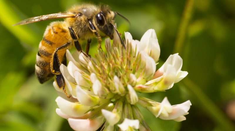 A Bees pollinating a vibrant flower, symbolizing its ecological role.