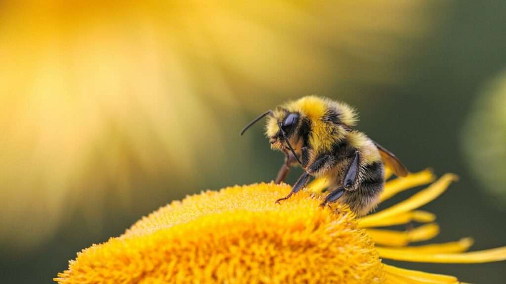 Bees: A smart hive showcasing modern technology in beekeeping. 