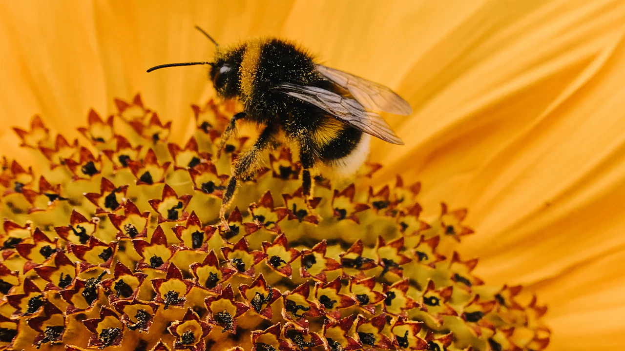 A beekeeper tending to a hive, promoting bee health and conservation. 